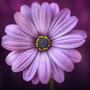 Meet your Posher, Maeve